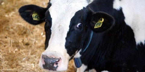 Dermatitis kod krava na vimenu: fotografija, kako liječiti